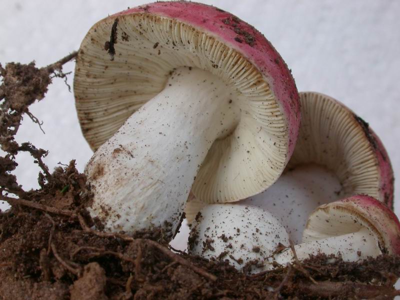 Una piccola Russula.....